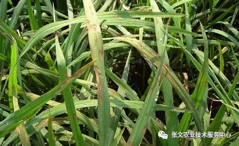 張文專家對(duì)話水稻 41--水稻植保要領(lǐng)-5